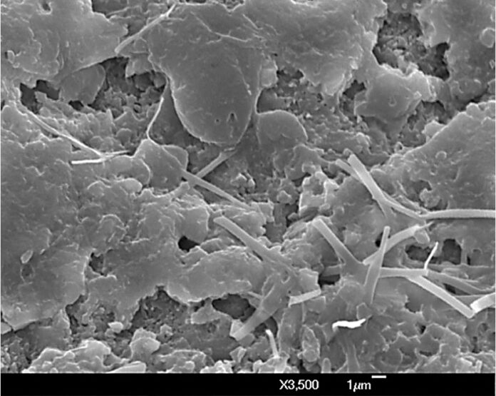 Filamentos de cianobacterias preservados en rocas cretácicas. Micrografia de microscopio electrónico de barrido SEM (Scanning Electronic Microscopy).